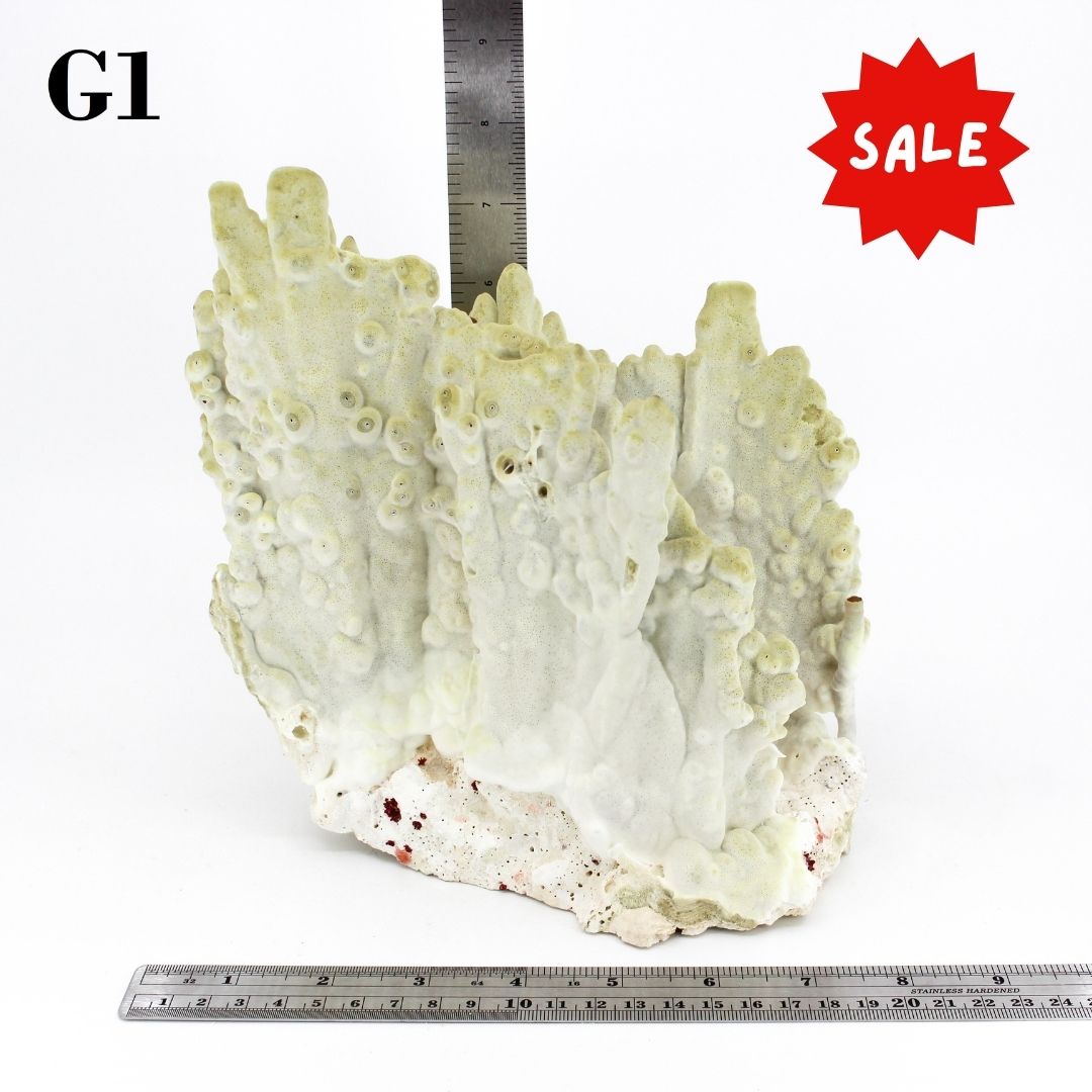 Fire Slab Coral 7-10"