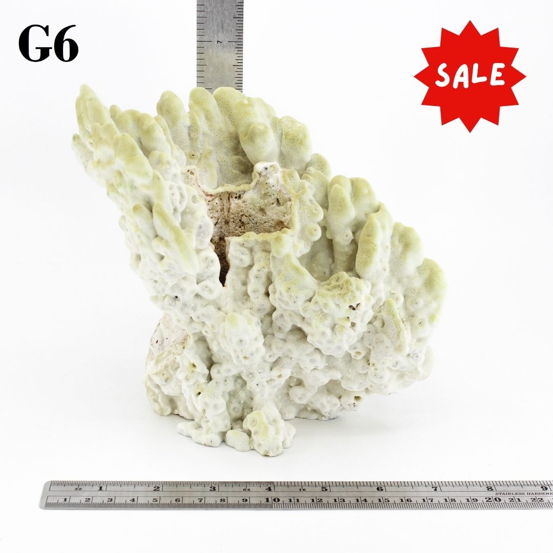Fire Slab Coral 7-10"
