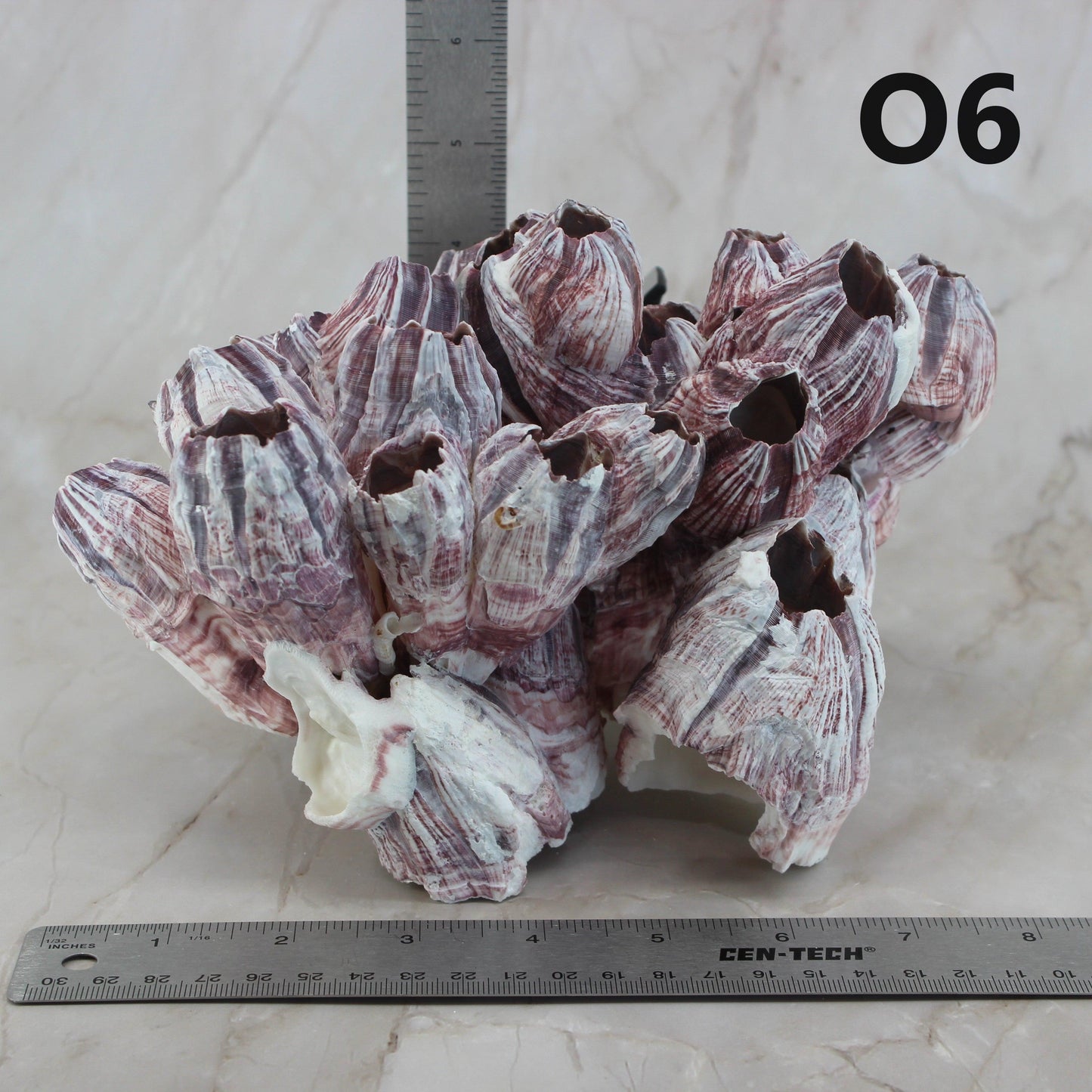 Barnacles 7-10"
