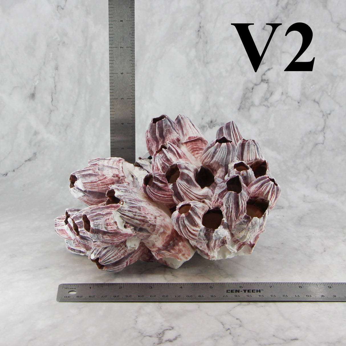 Barnacles 7-10"