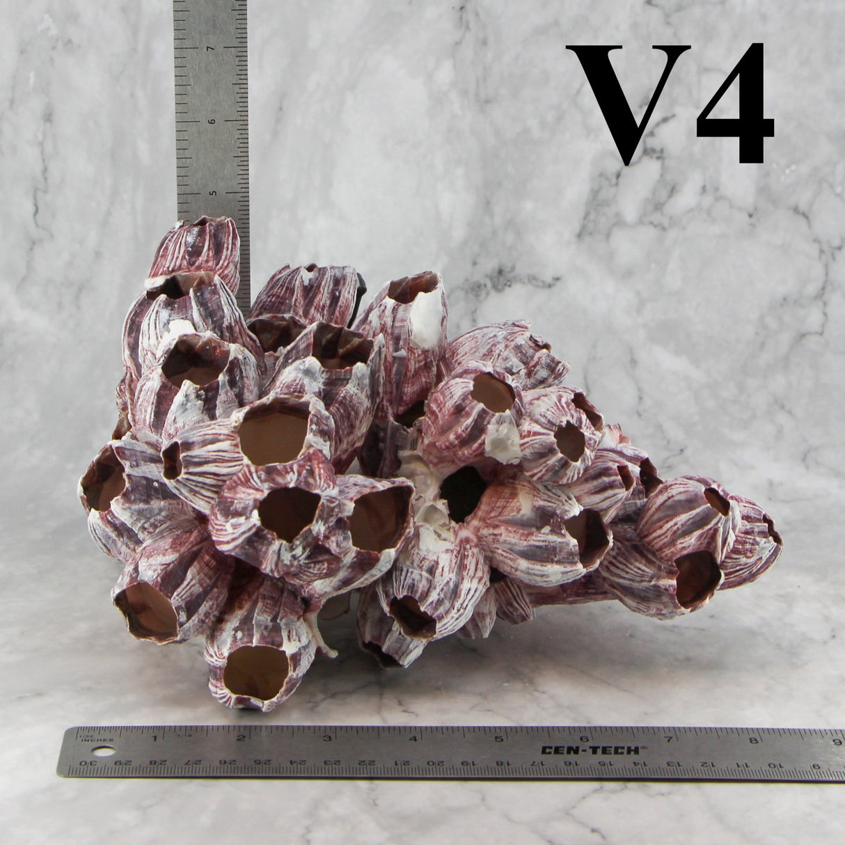 Barnacles 7-10"