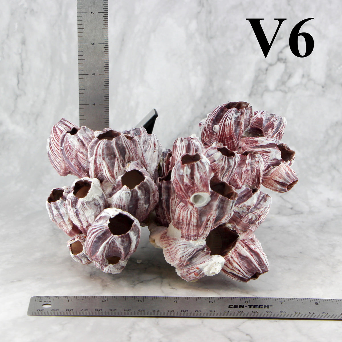 Barnacles 7-10"