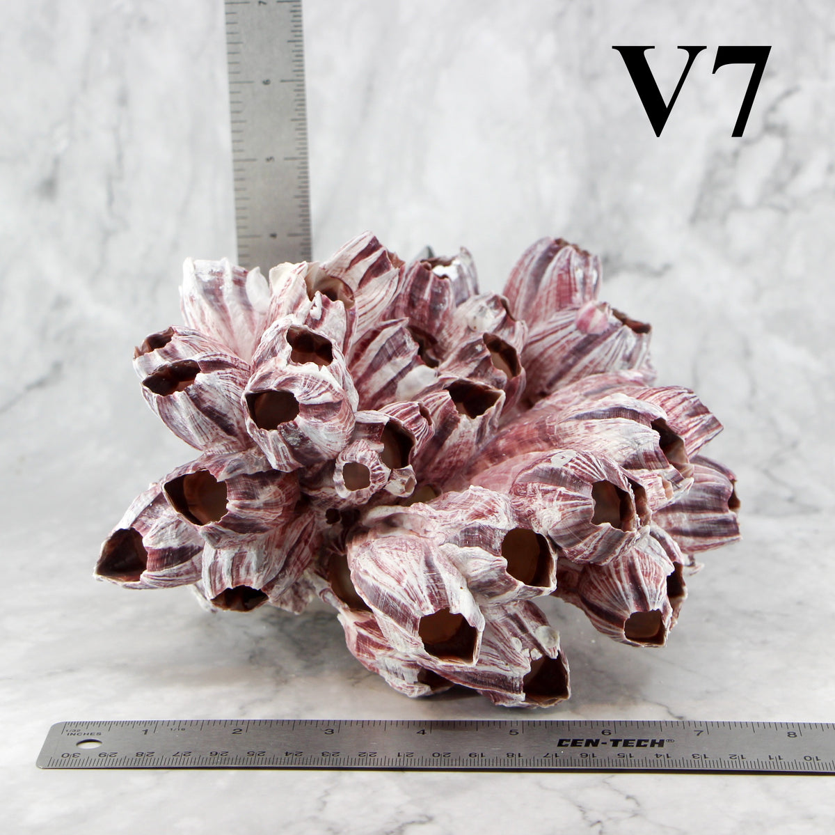 Barnacles 7-10"