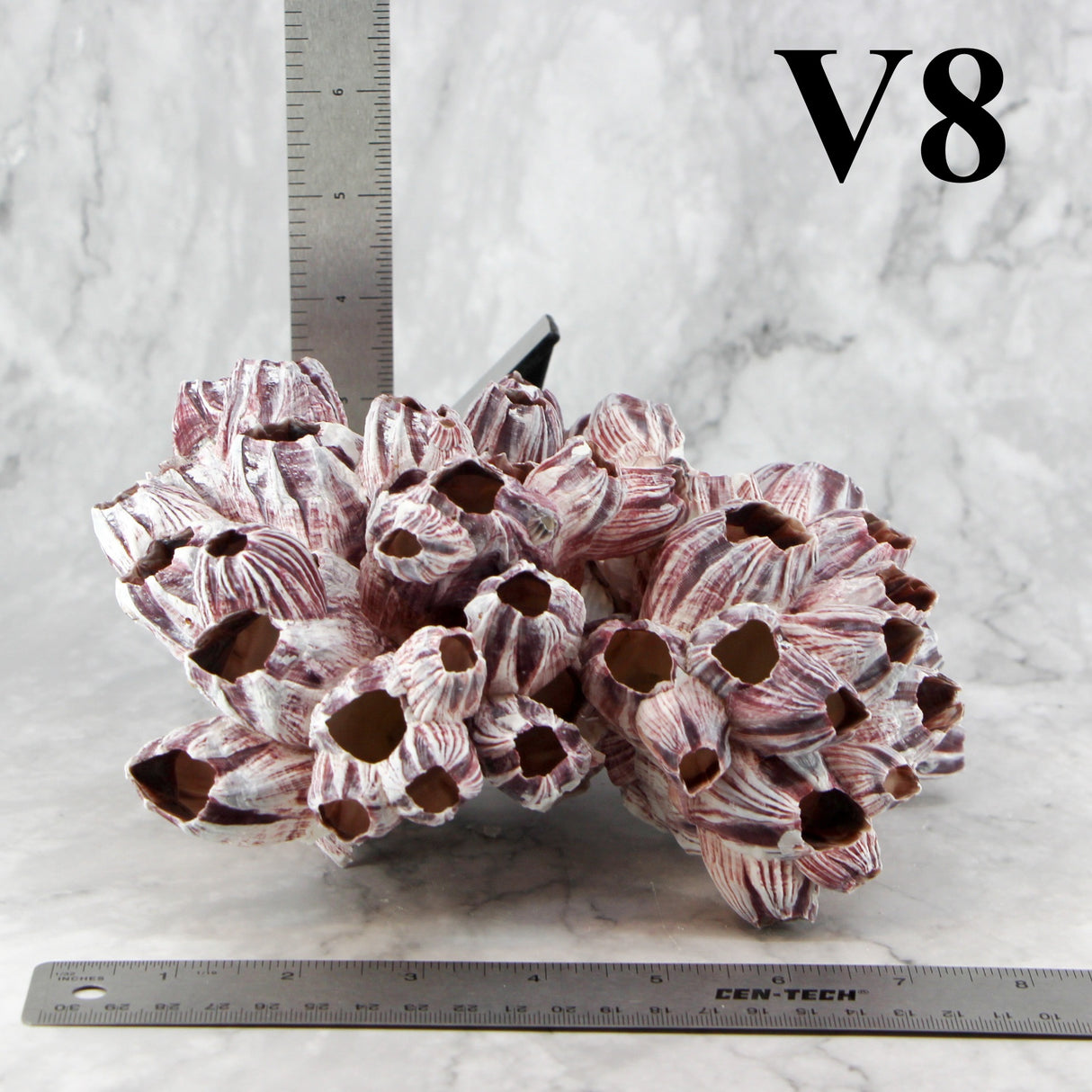 Barnacles 7-10"