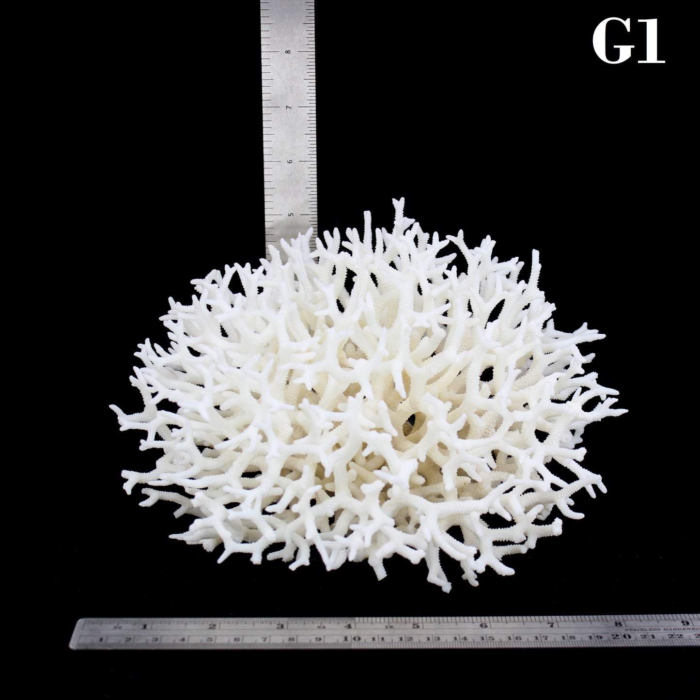 Birdnest Coral 7-10"