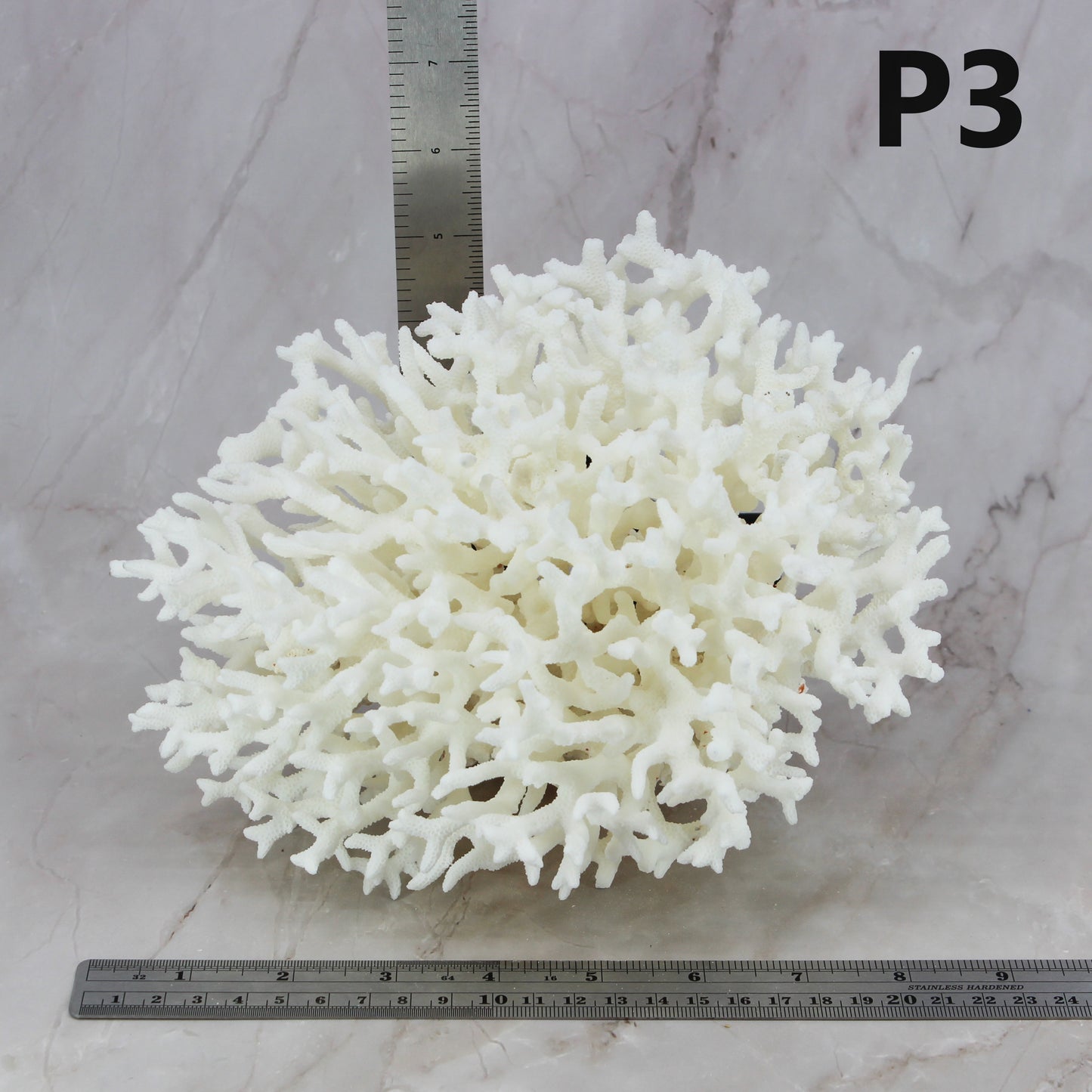 Birdsnest Coral 7-10"