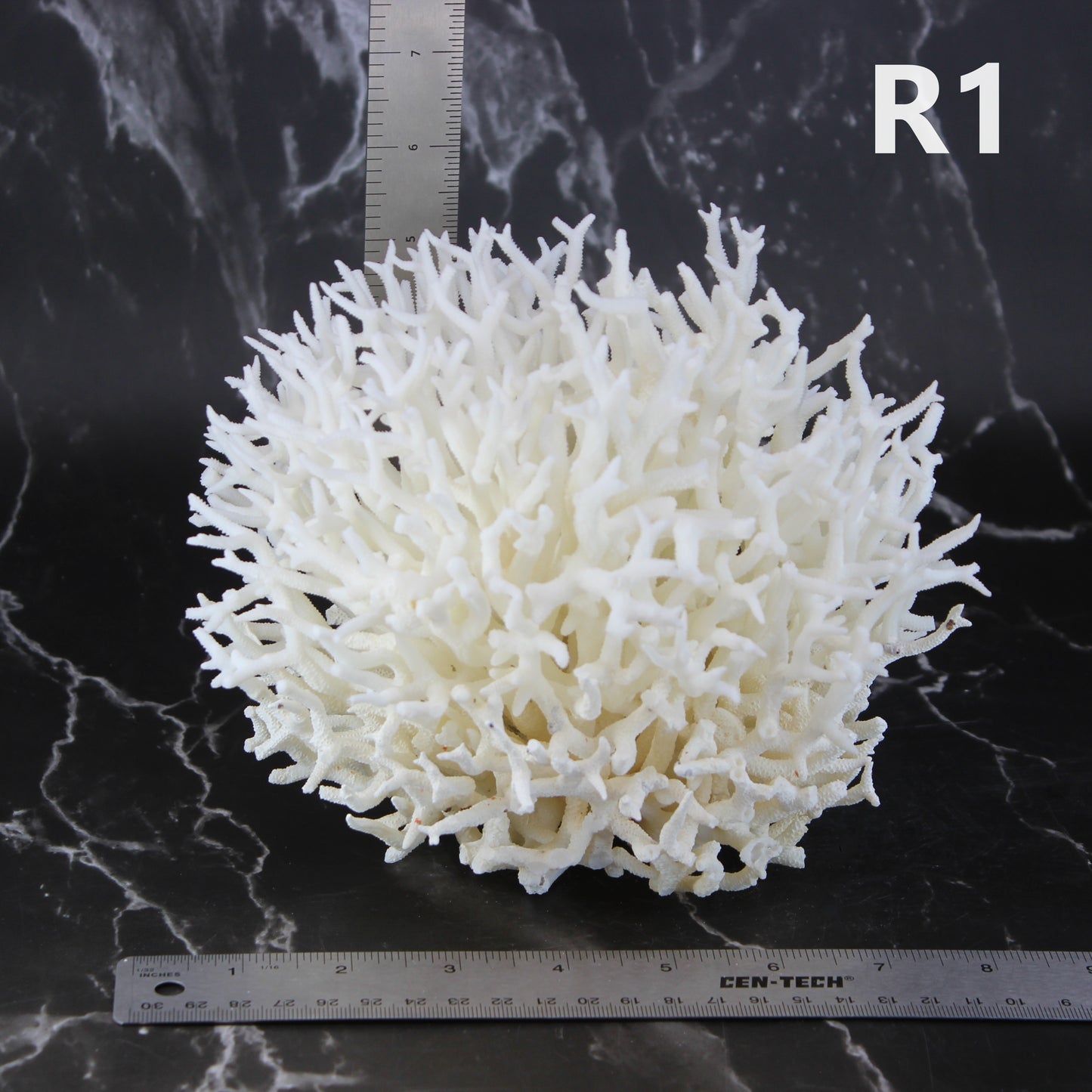 Birdsnest Coral 7-10"