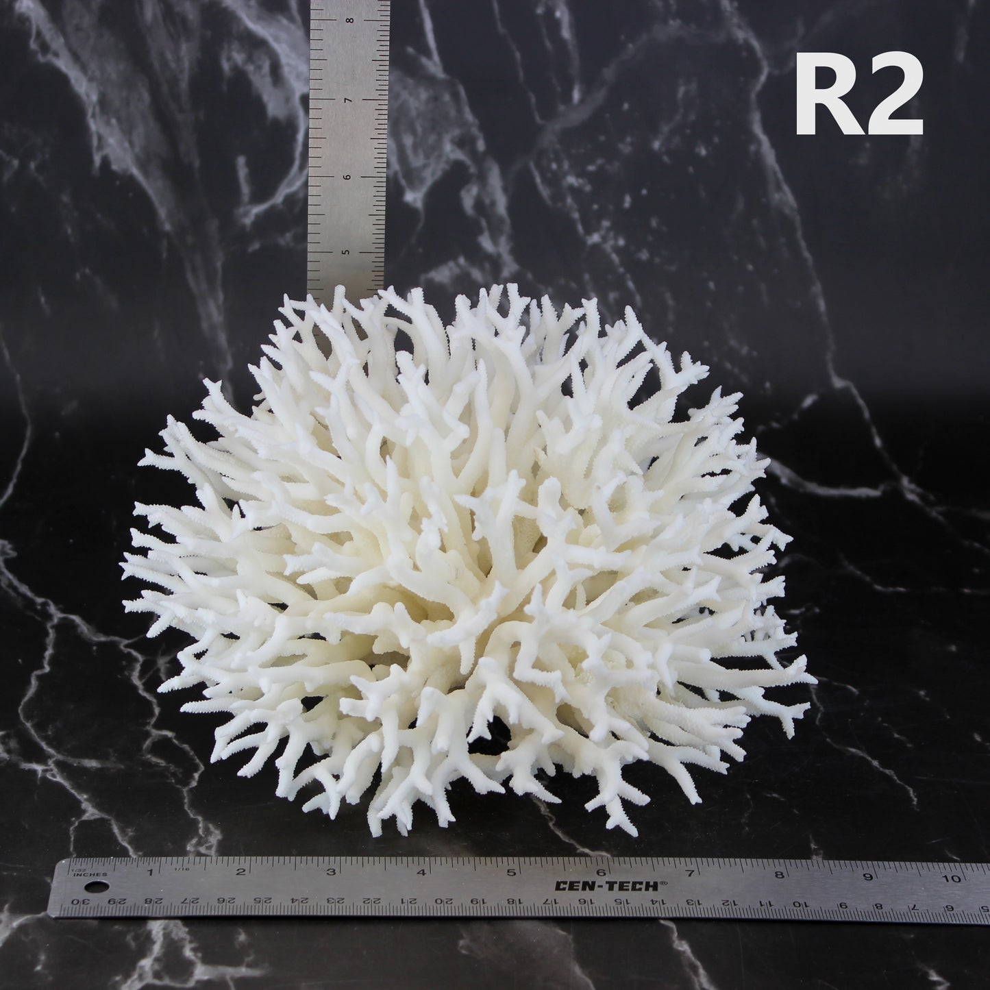 Birdsnest Coral 7-10"