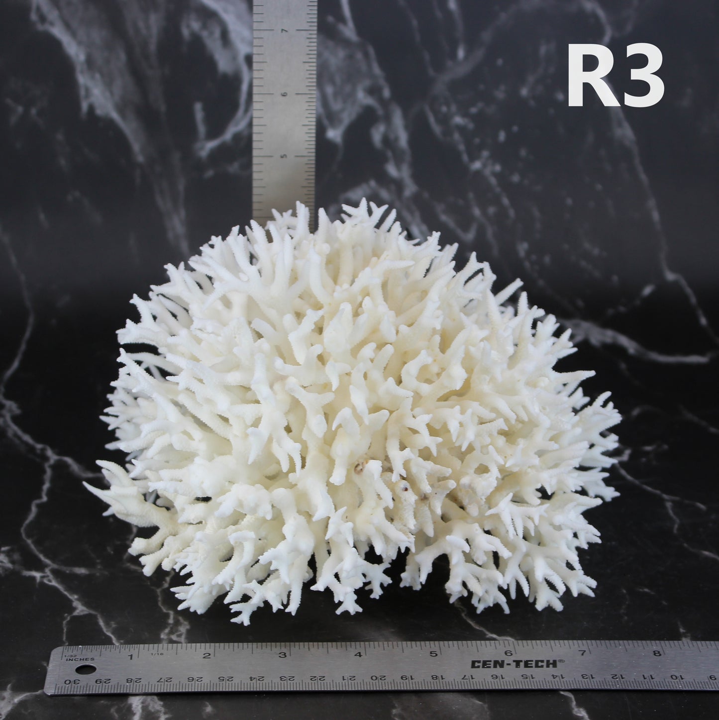 Birdsnest Coral 7-10"