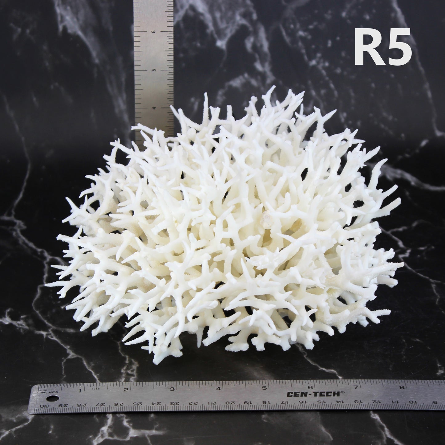 Birdsnest Coral 7-10"