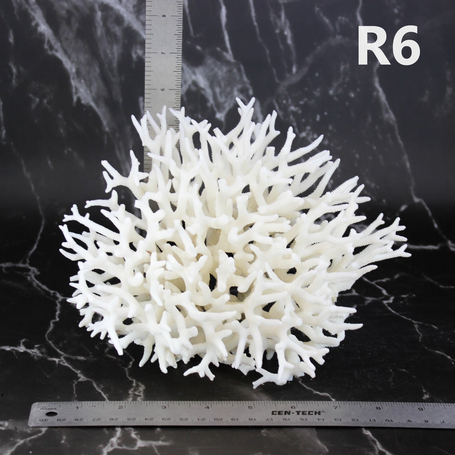 Birdsnest Coral 7-10"