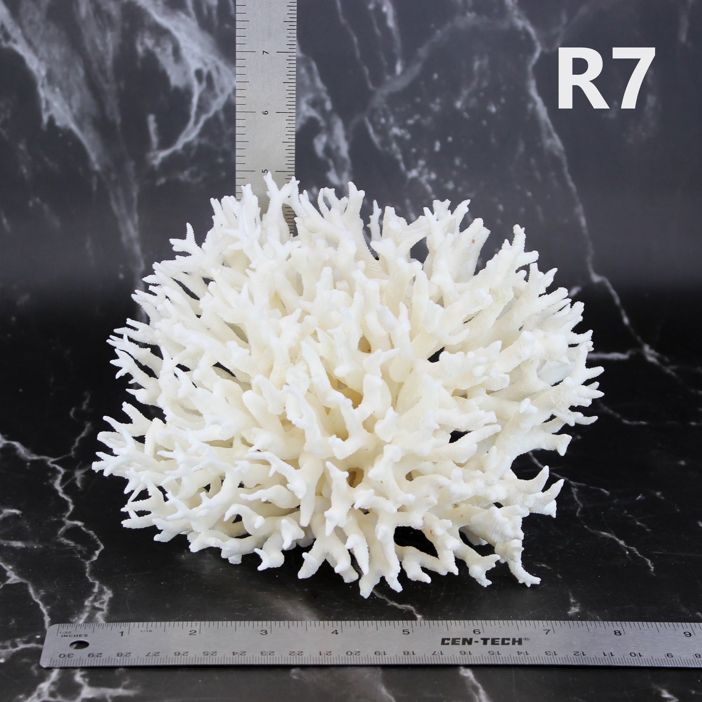 Birdsnest Coral 7-10"