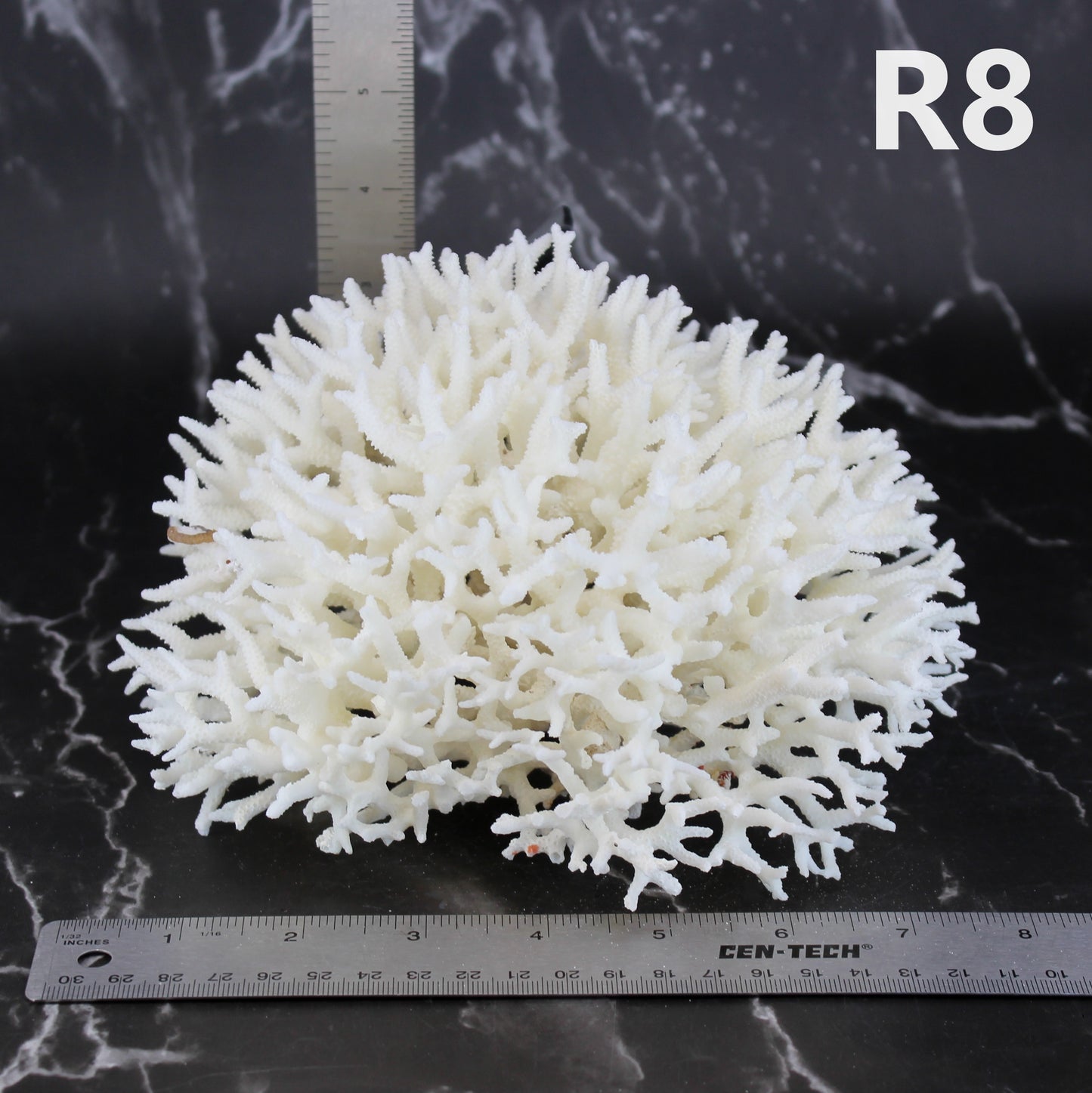 Birdsnest Coral 7-10"