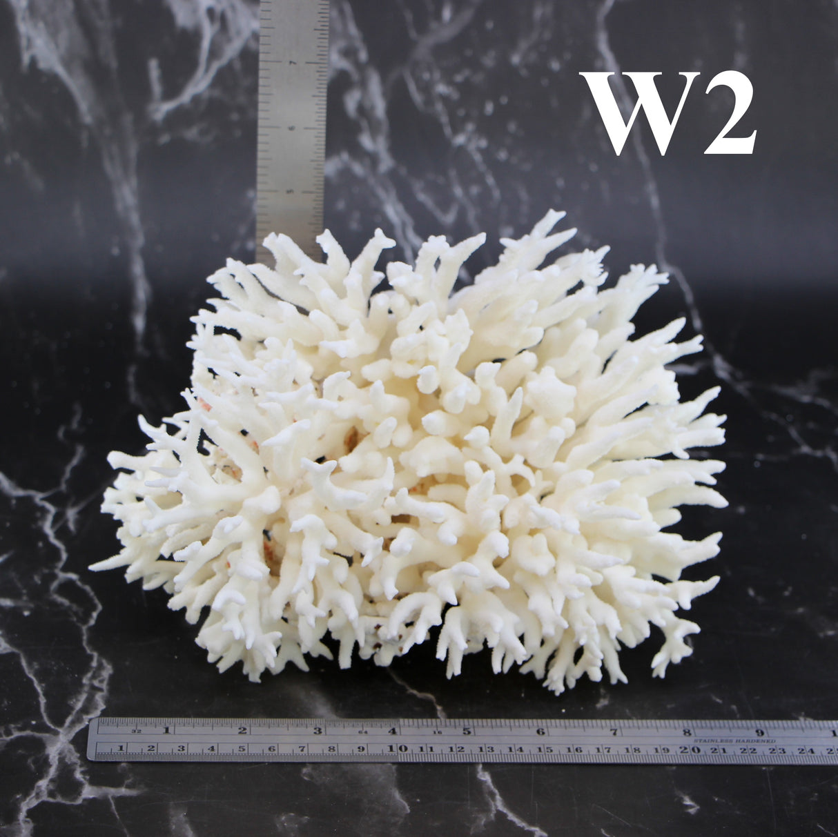 Birdsnest Coral 7-10"