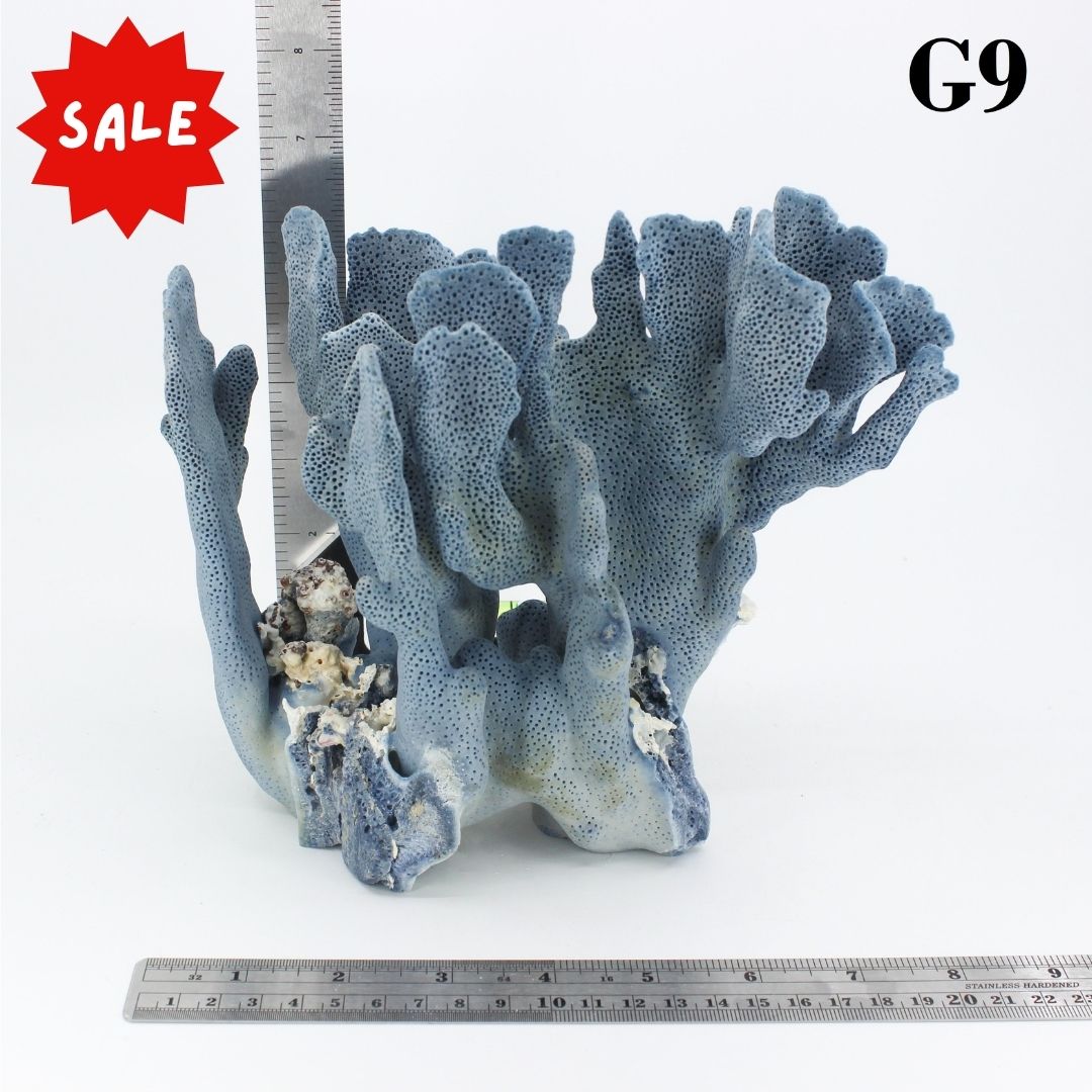 Blue Coral 7-10"