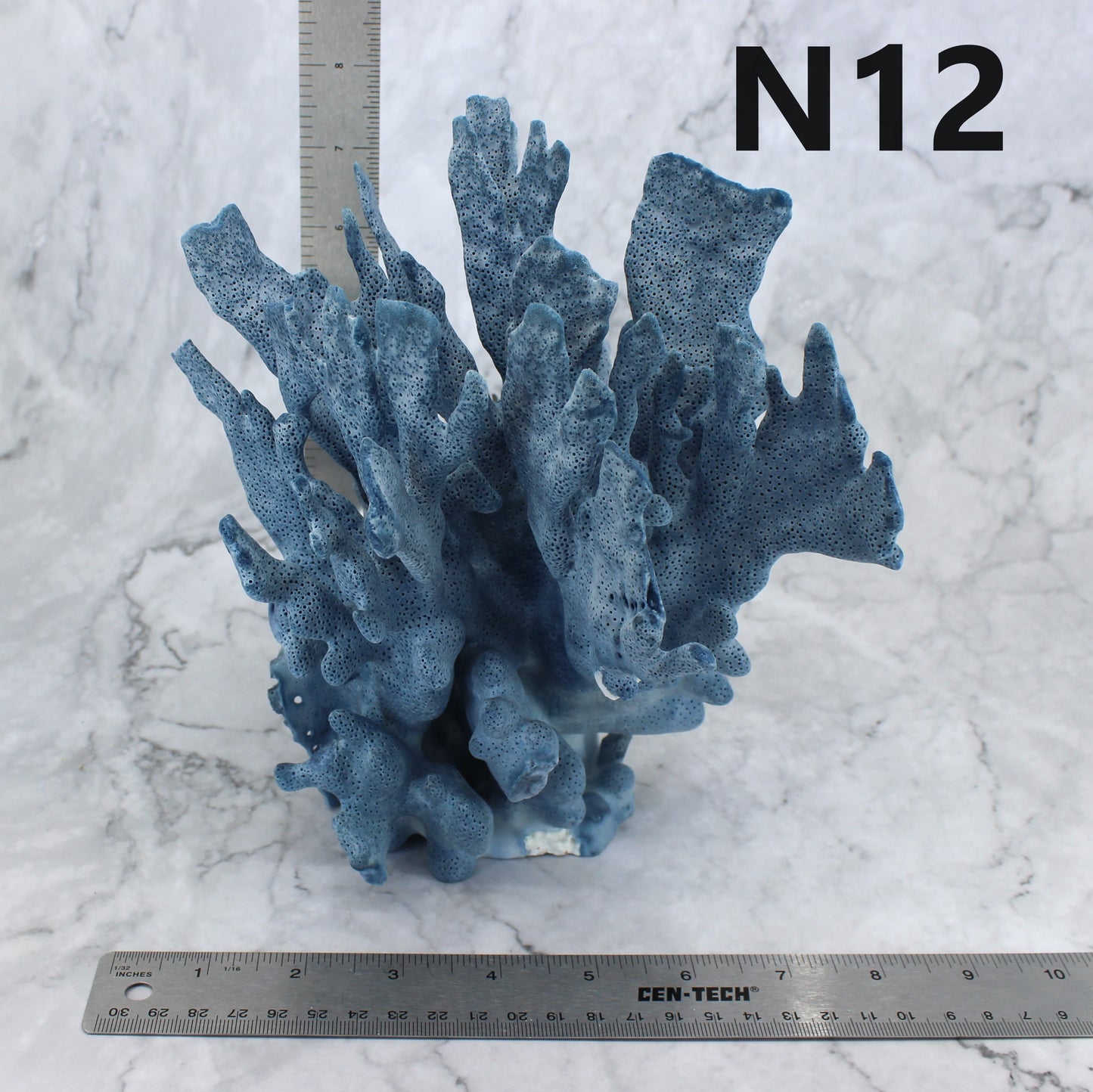 Blue Coral 7-10"