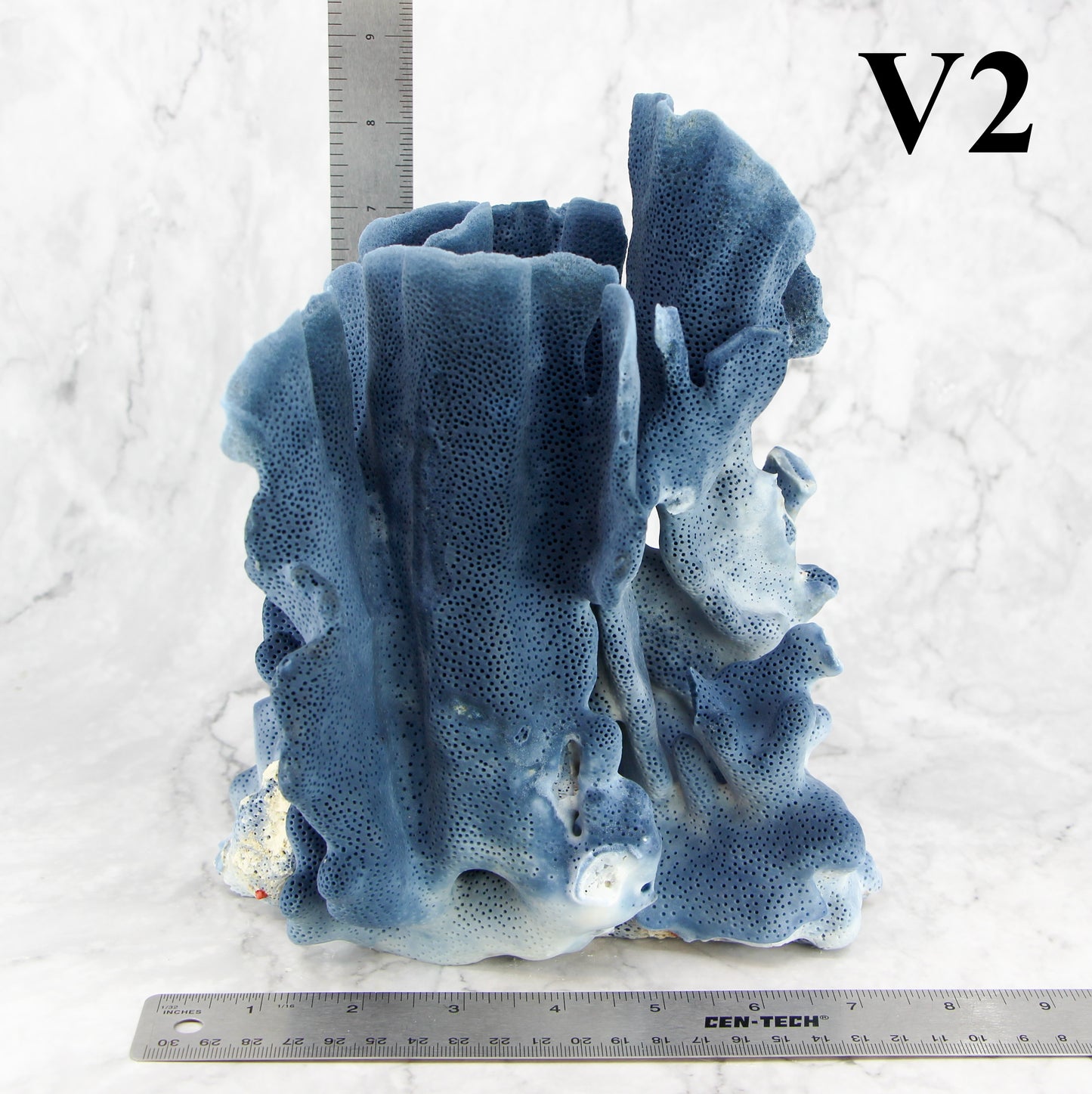Blue Coral 7-10"