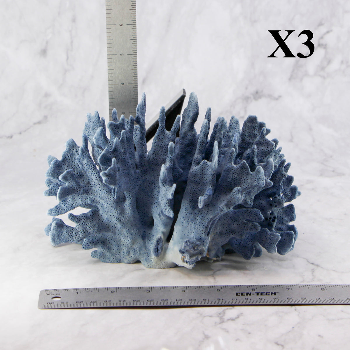 Blue Coral 7-10"