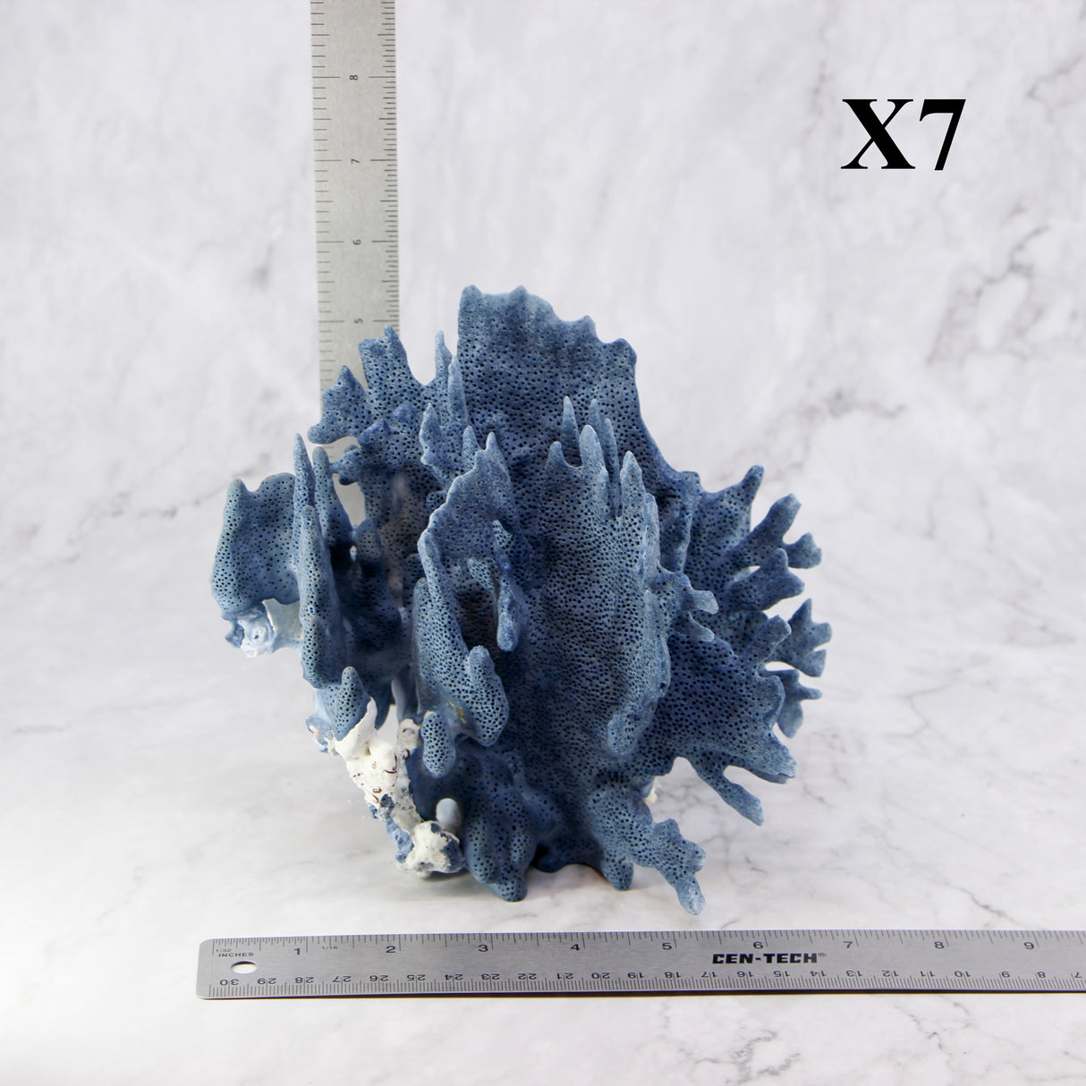 Blue Coral 7-10"