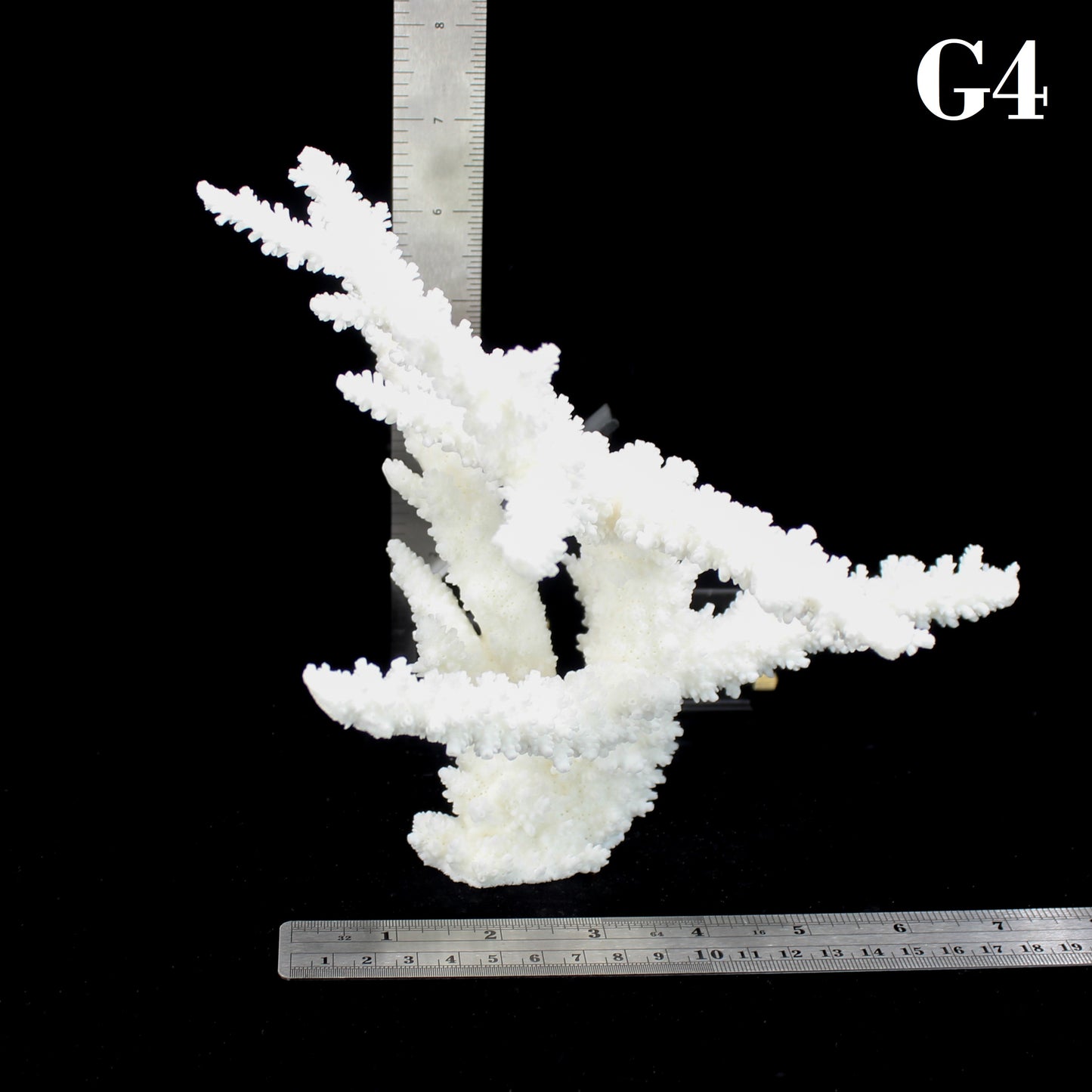 Branch Coral 7-10"