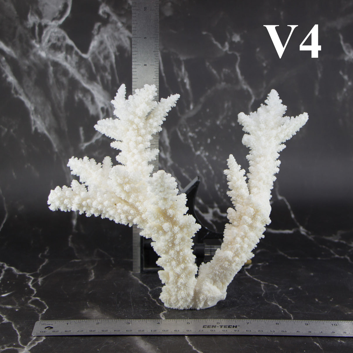 Branch Coral 7-10"