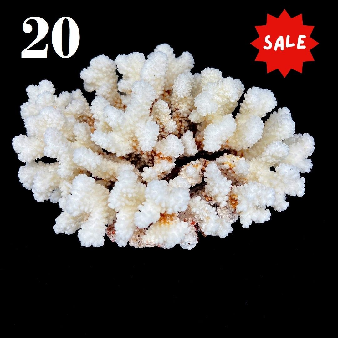 Brownstem Coral 7-10"