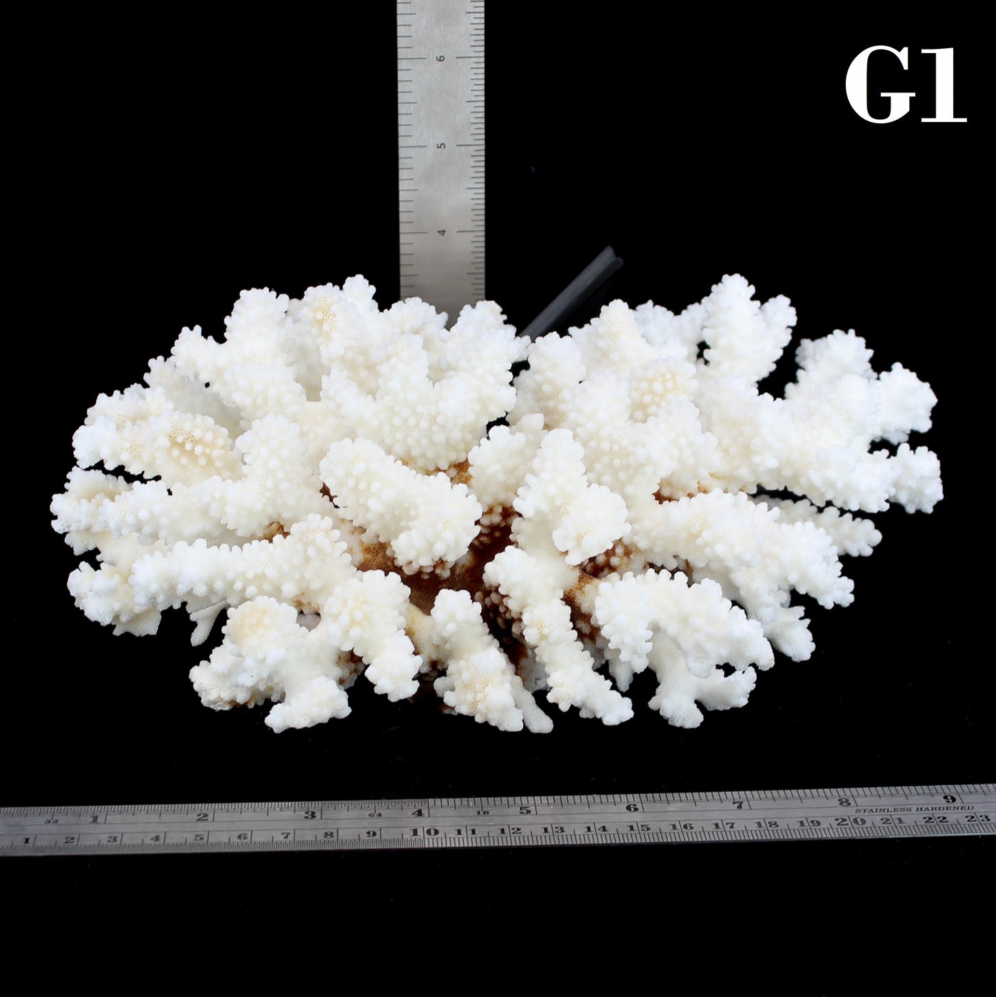 Brownstem Coral 7-10"