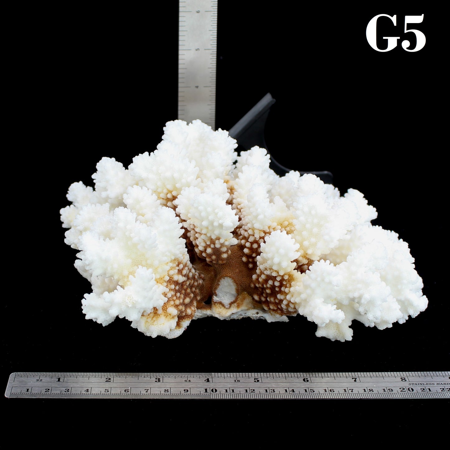 Brownstem Coral 7-10"