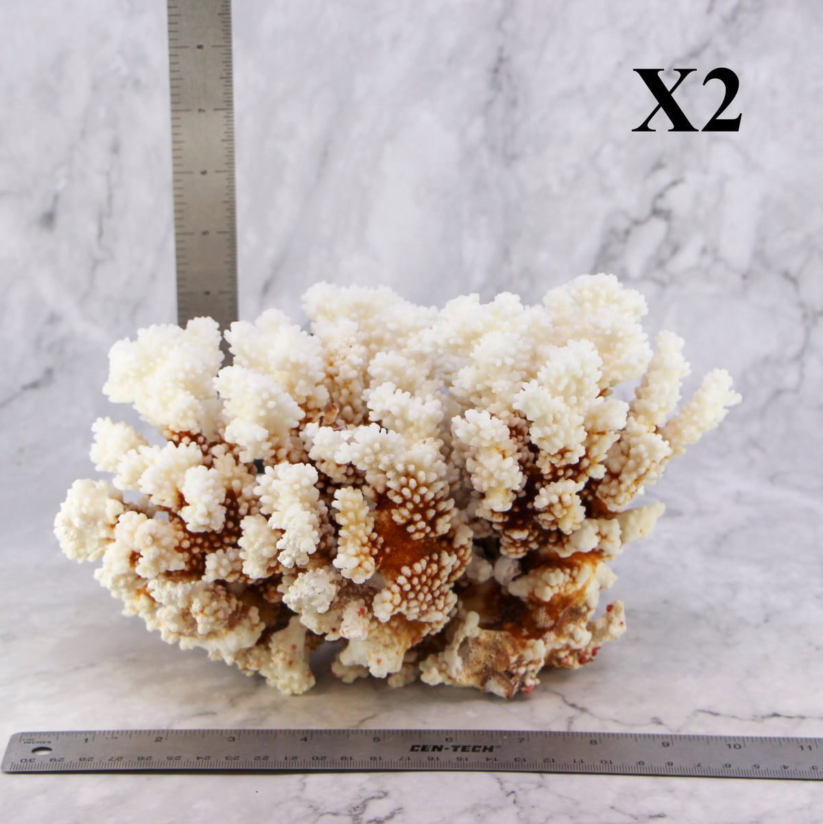 Brownstem Coral 7-10"
