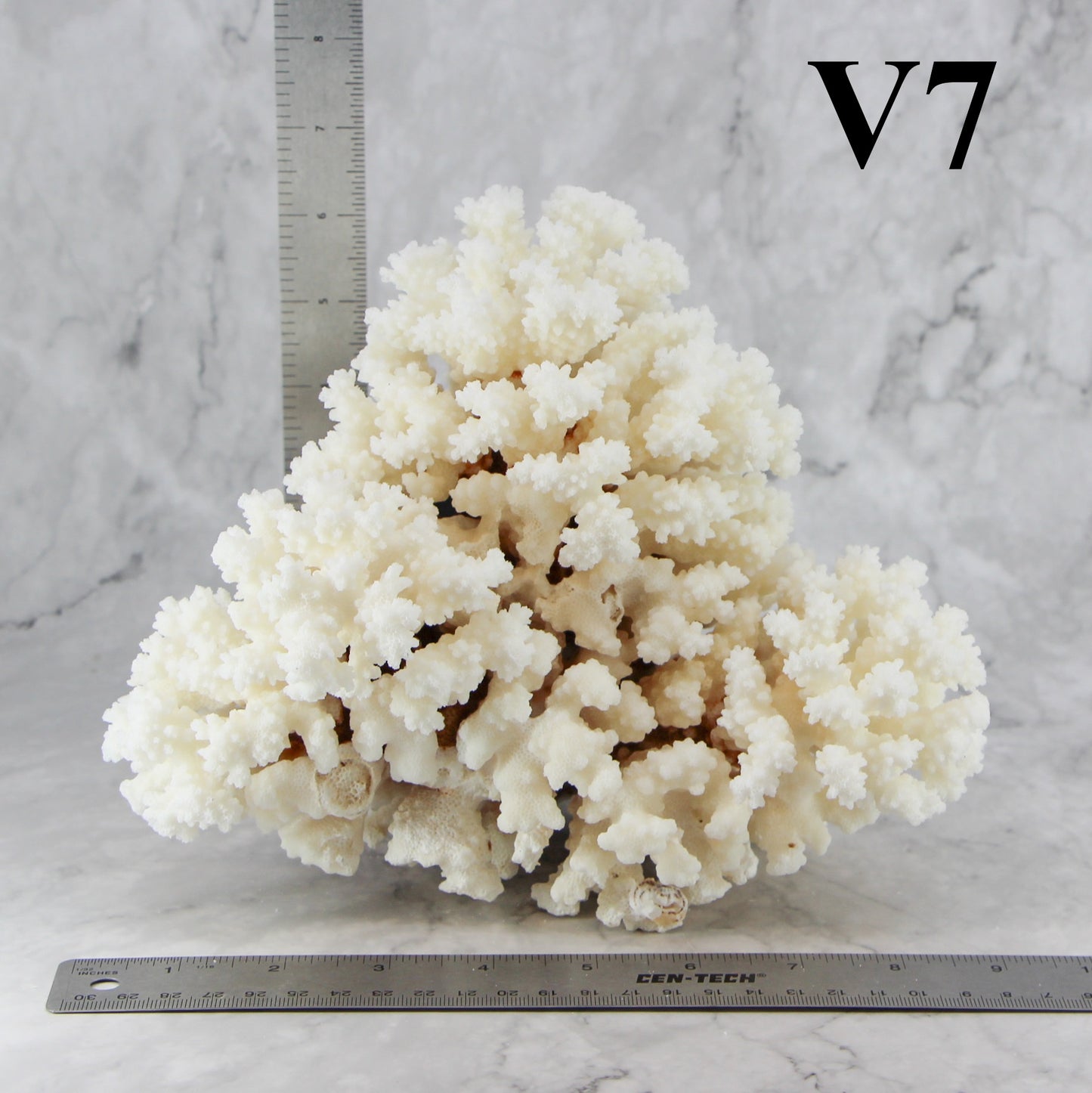 Brownstem Coral 7-10"