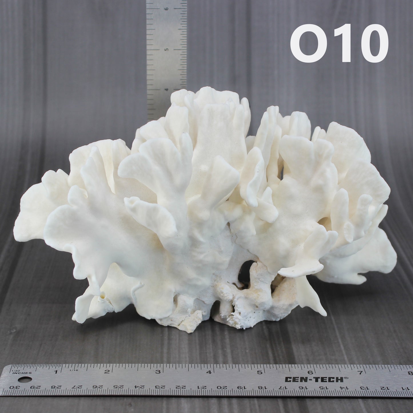 Cactus Coral 7-10"
