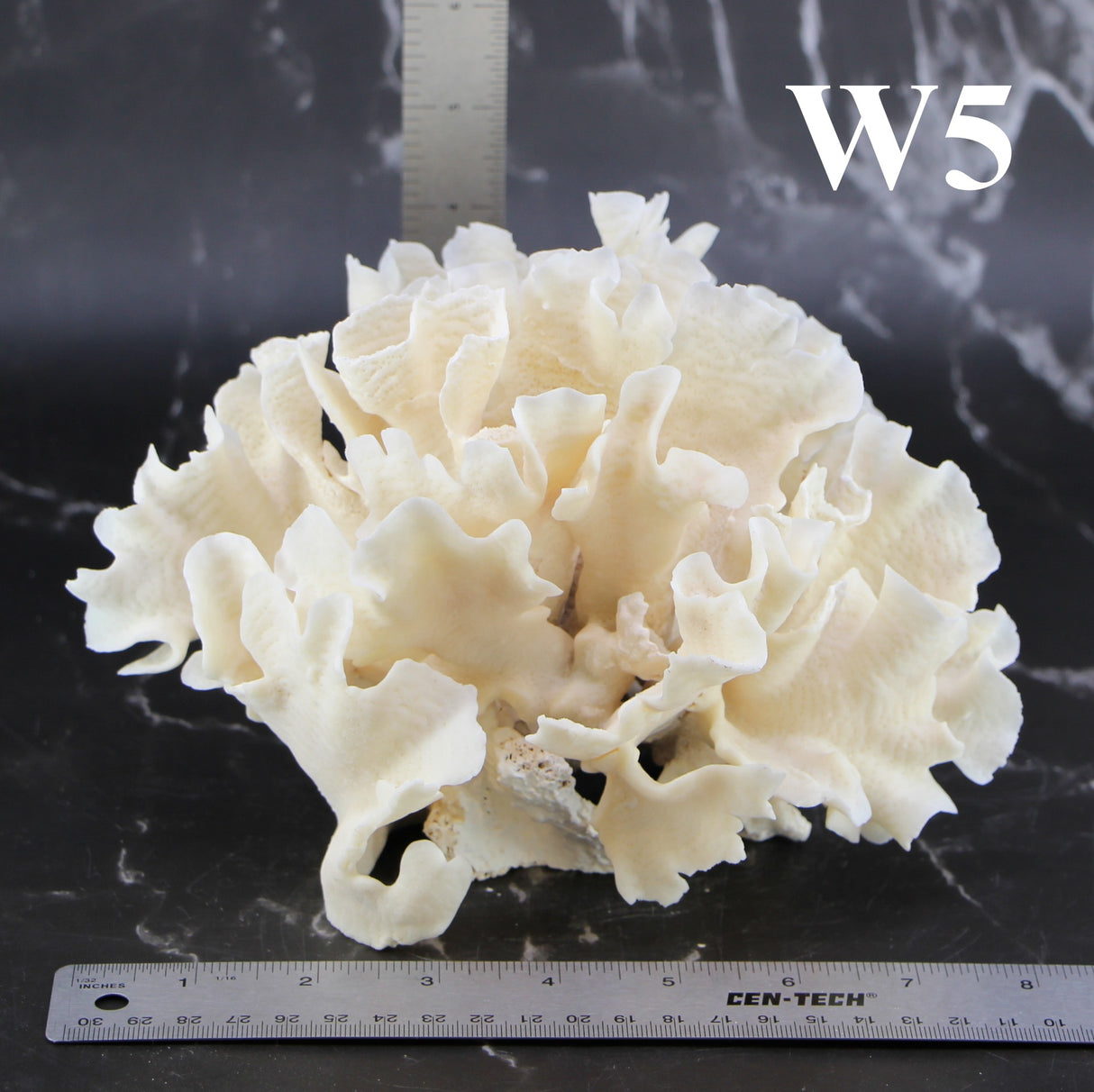 Cactus Coral 7-10"