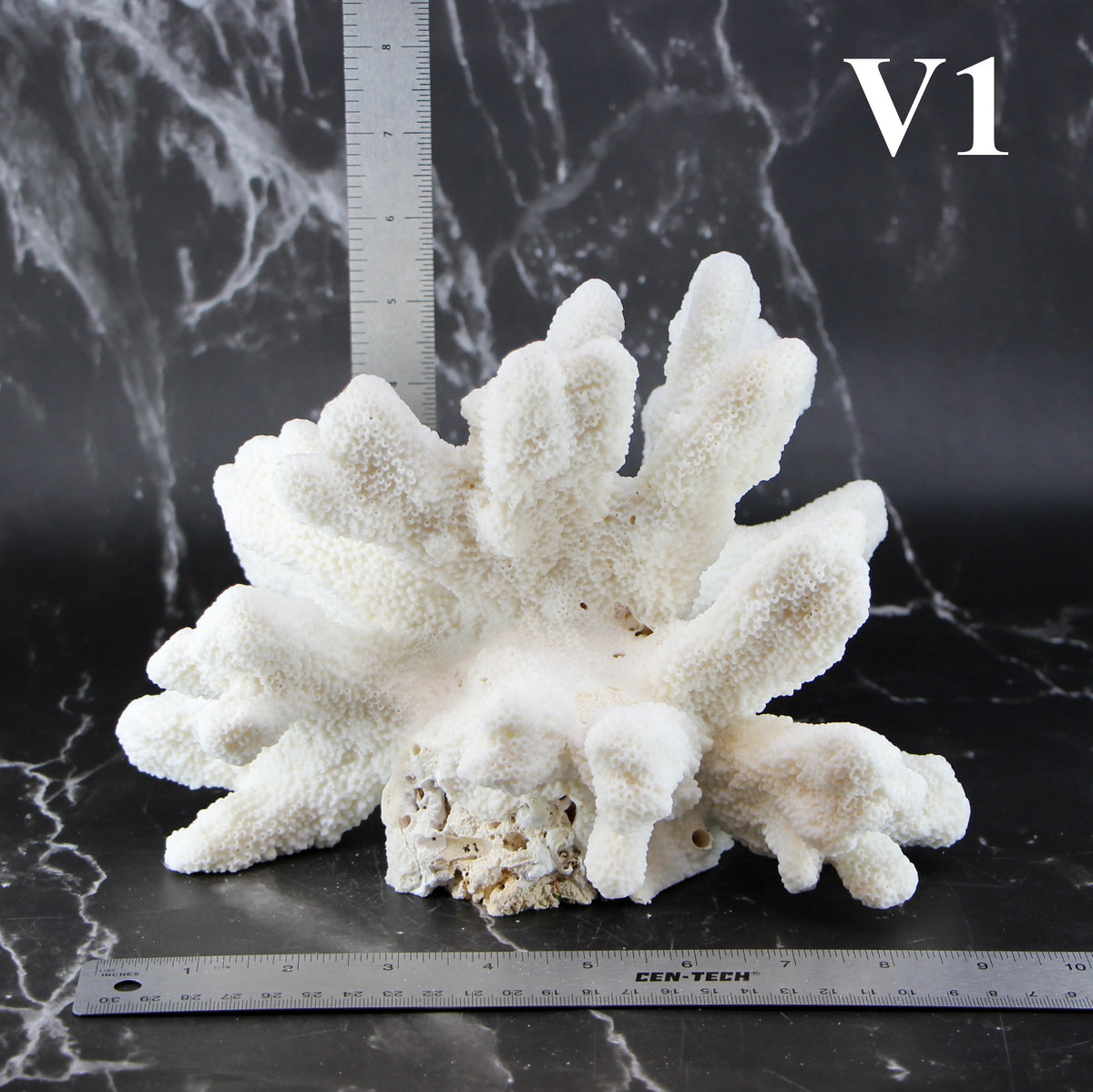 Catspaw Coral 7-10"