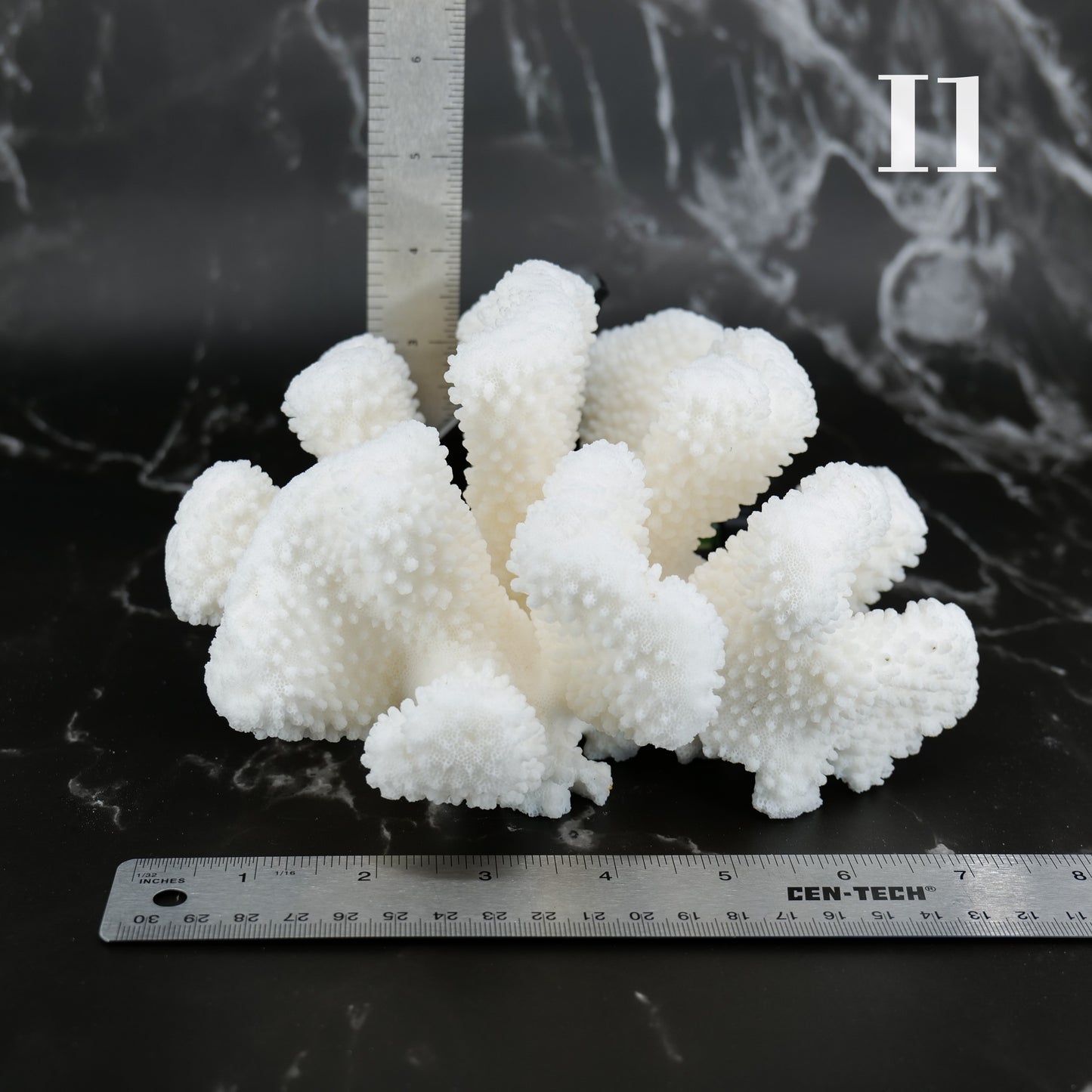 Cauliflower Coral 7-10"