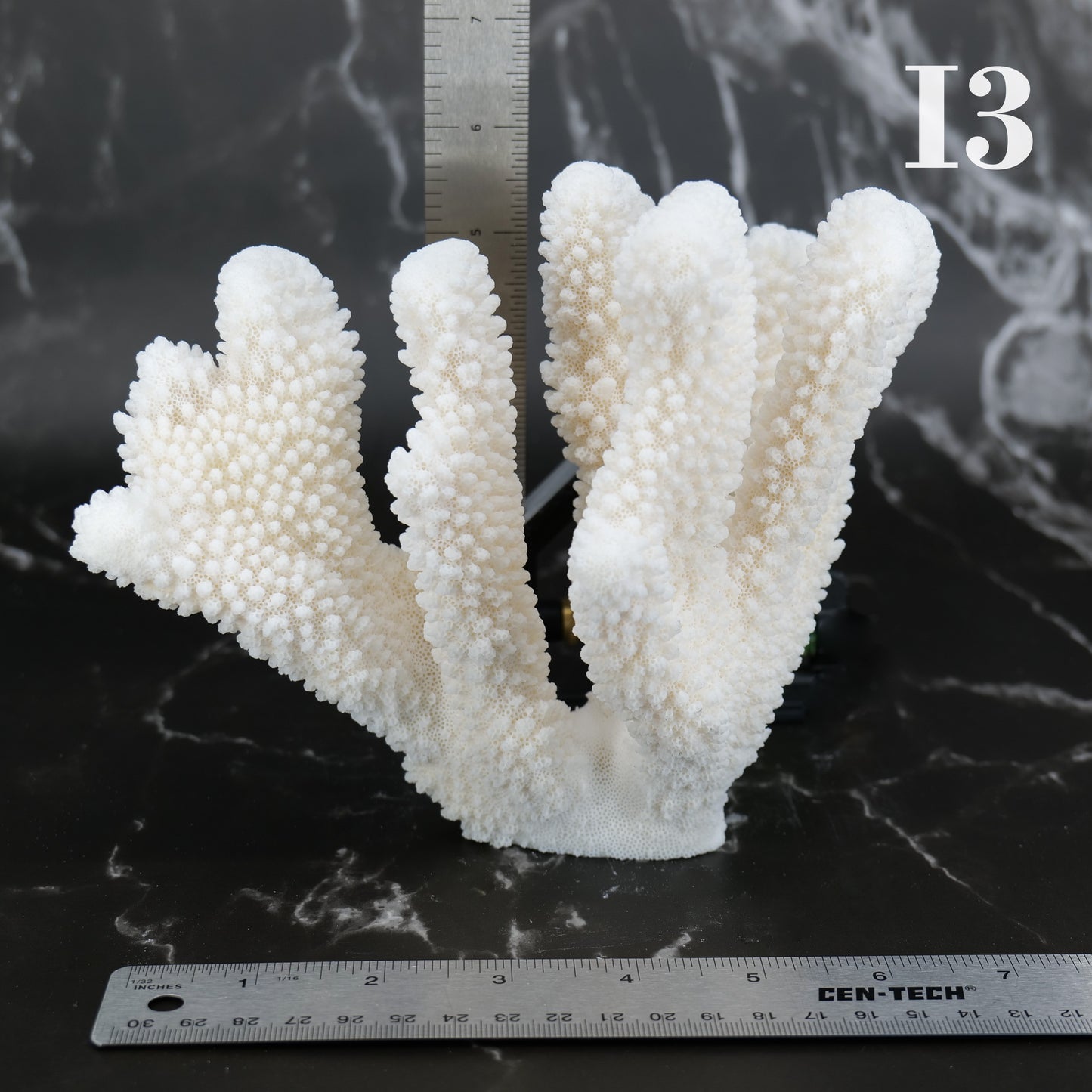 Cauliflower Coral 7-10"