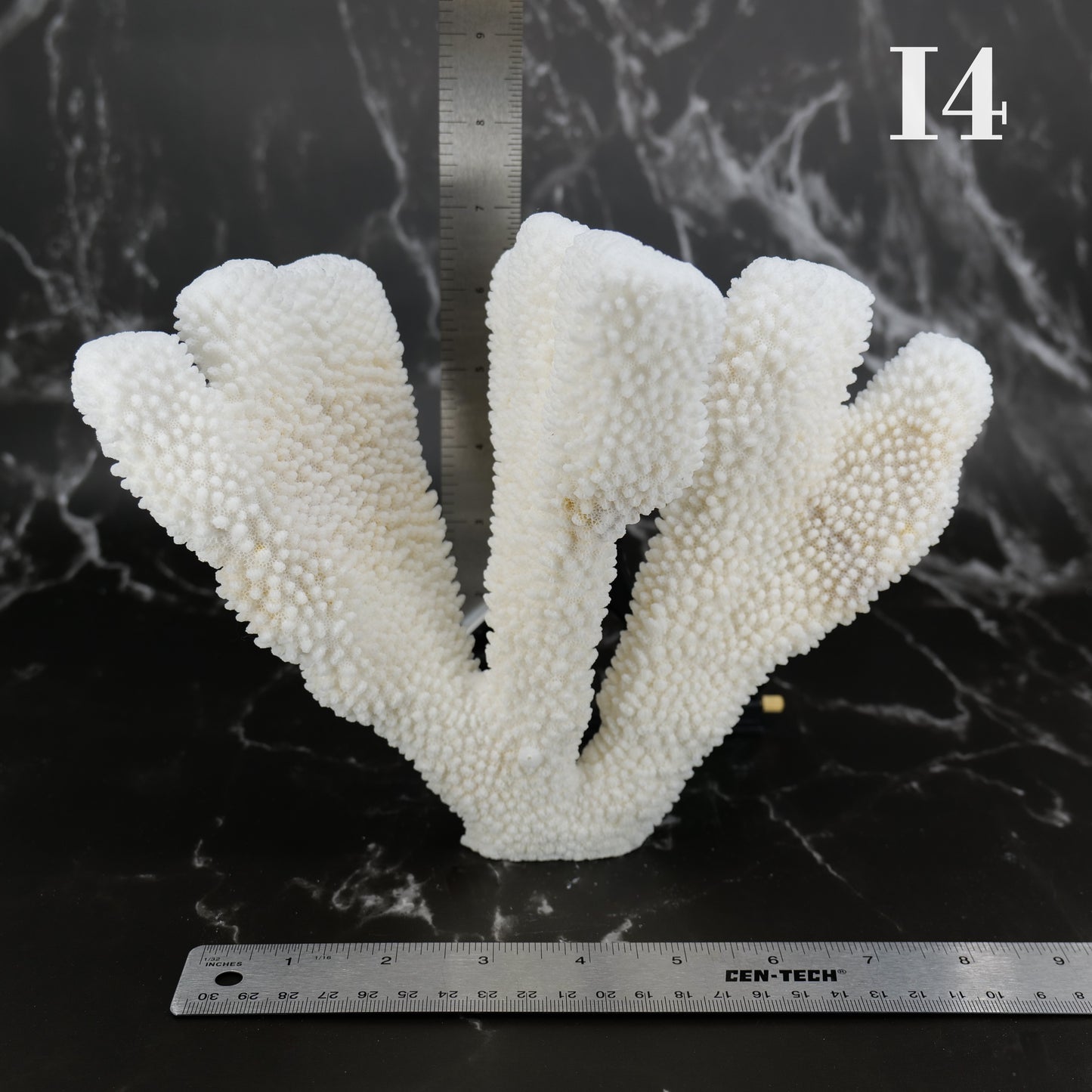 Cauliflower Coral 7-10"