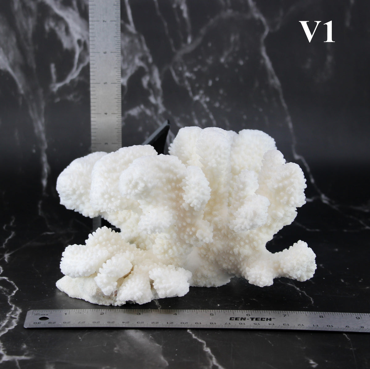 Cauliflower Coral 7-10"