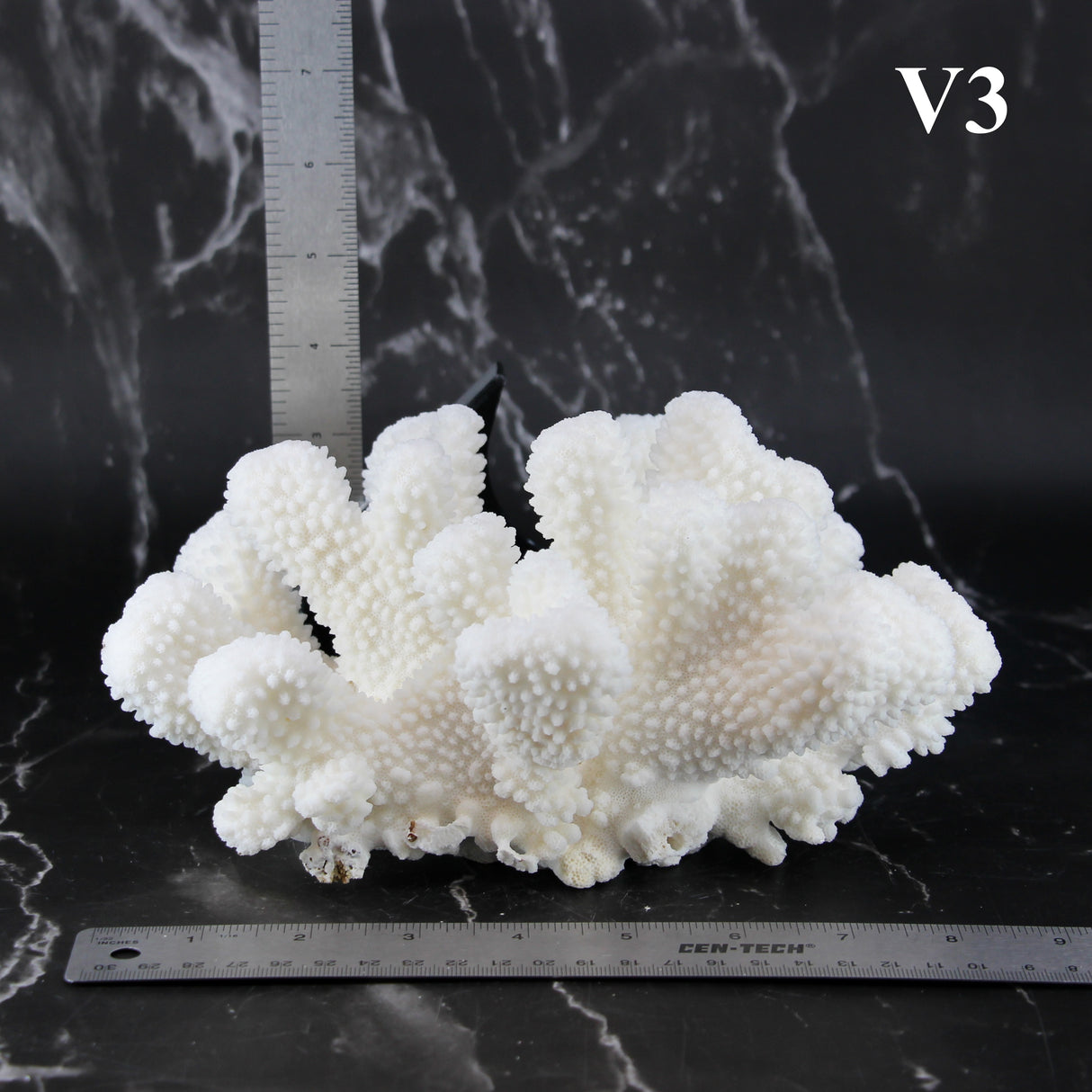Cauliflower Coral 7-10"