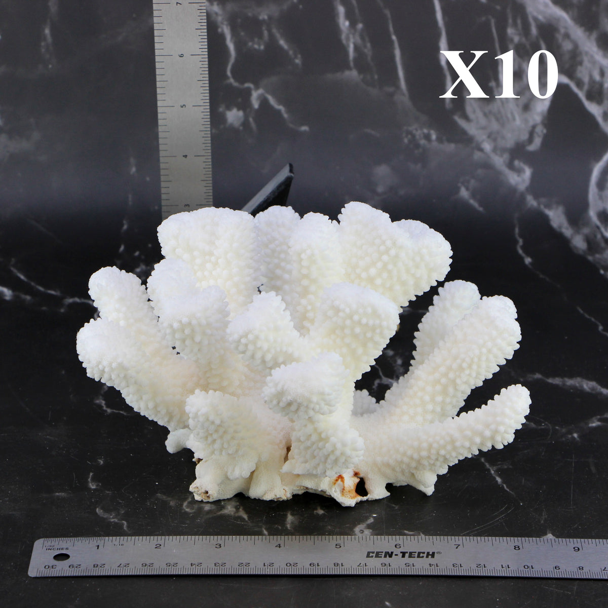 Cauliflower Coral 7-10"
