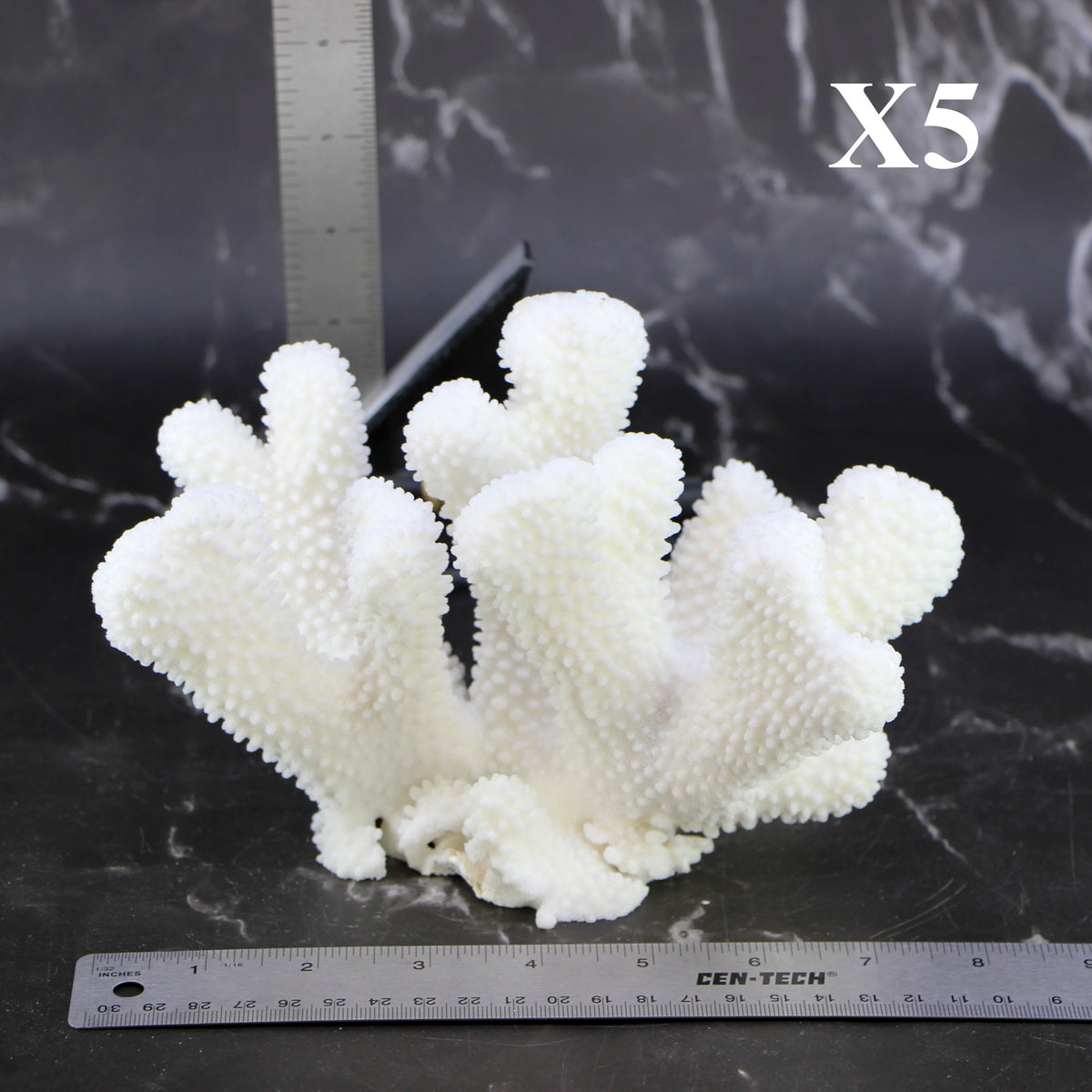 Cauliflower Coral 7-10"