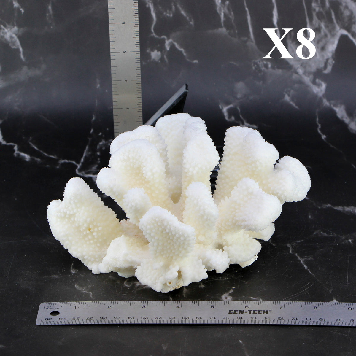 Cauliflower Coral 7-10"