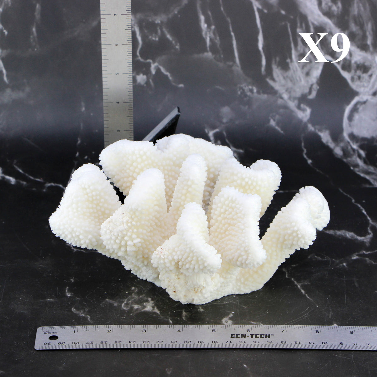 Cauliflower Coral 7-10"