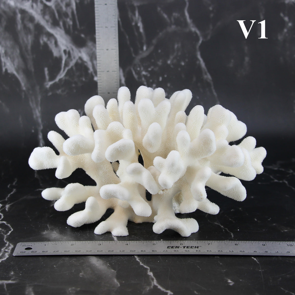 Elkhorn Coral 7-10"