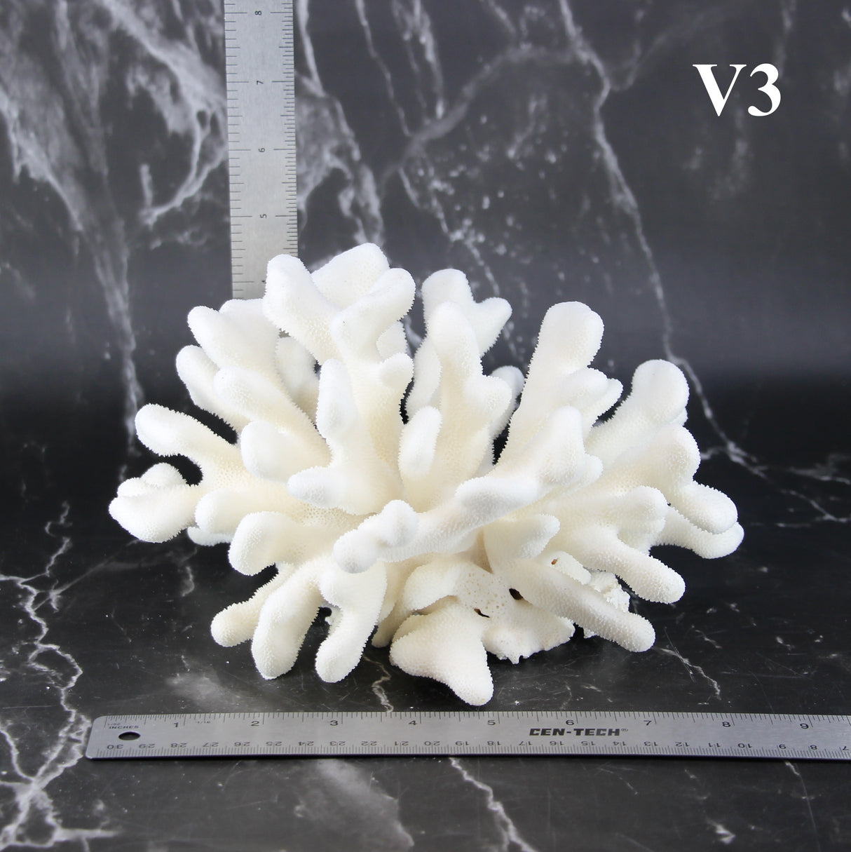 Elkhorn Coral 7-10"