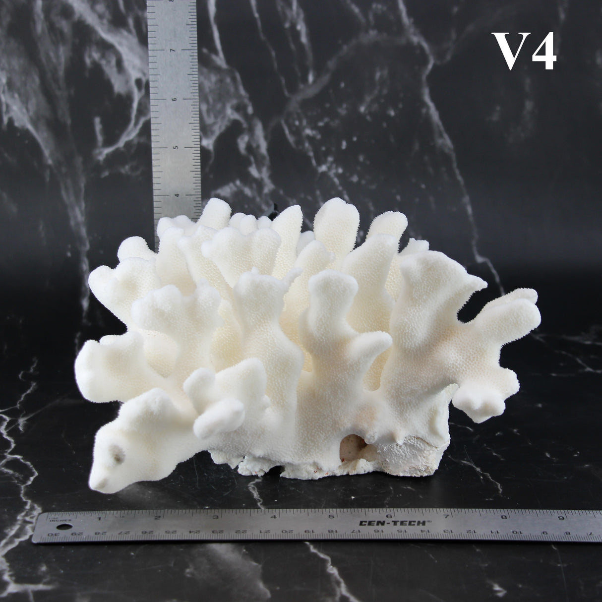 Elkhorn Coral 7-10"