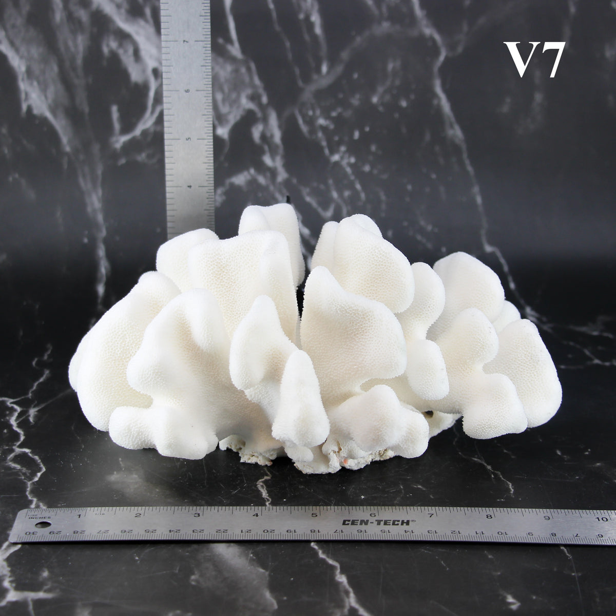 Elkhorn Coral 7-10"