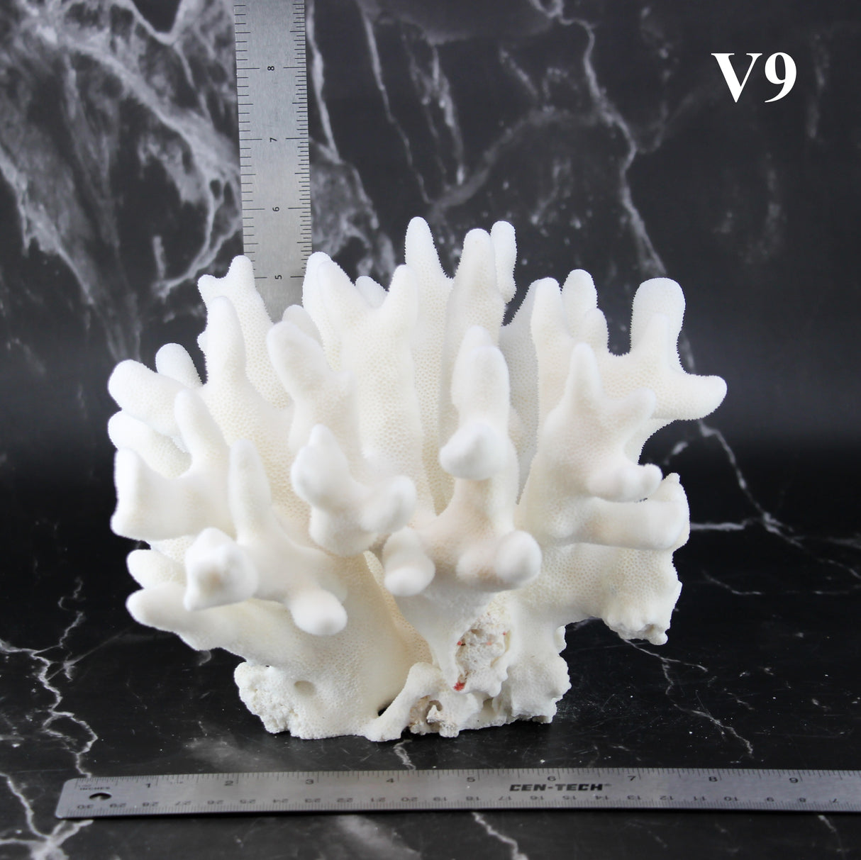 Elkhorn Coral 7-10"
