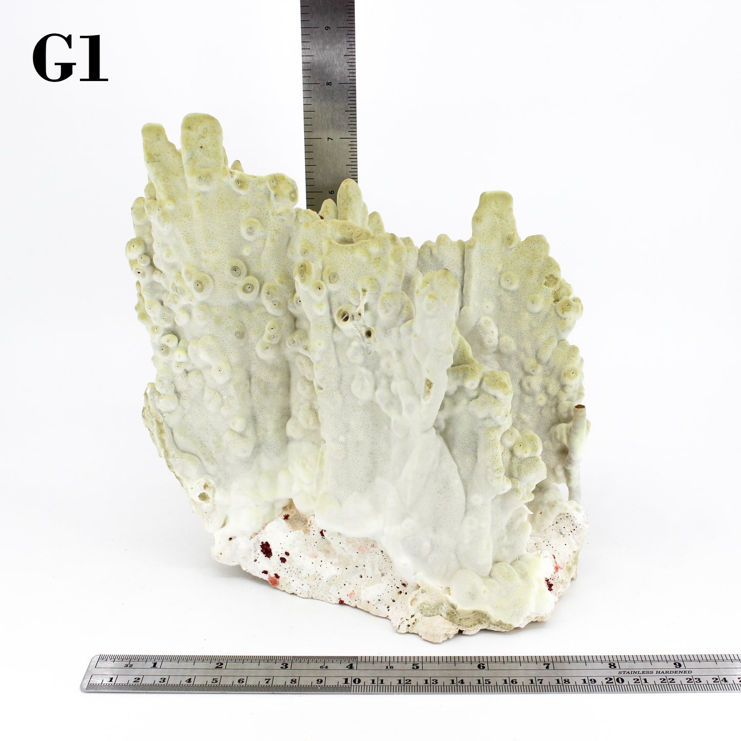 Fire Slab Coral 7-10"