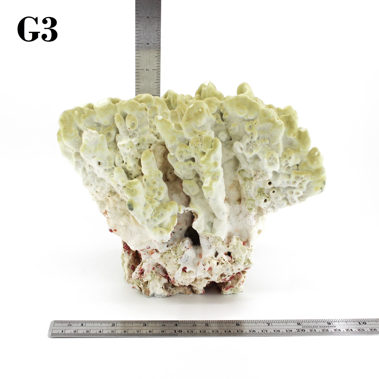 Fire Slab Coral 7-10"