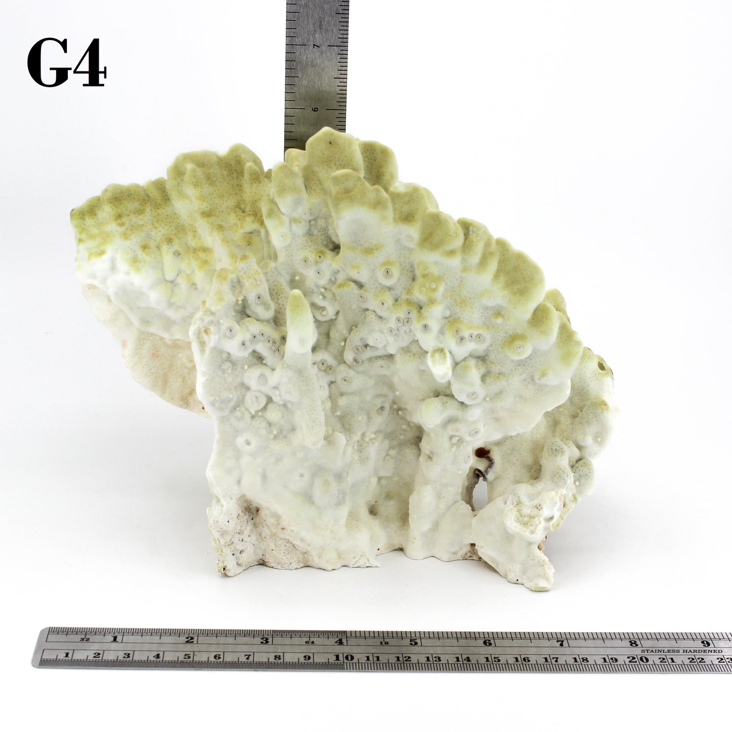 Fire Slab Coral 7-10"